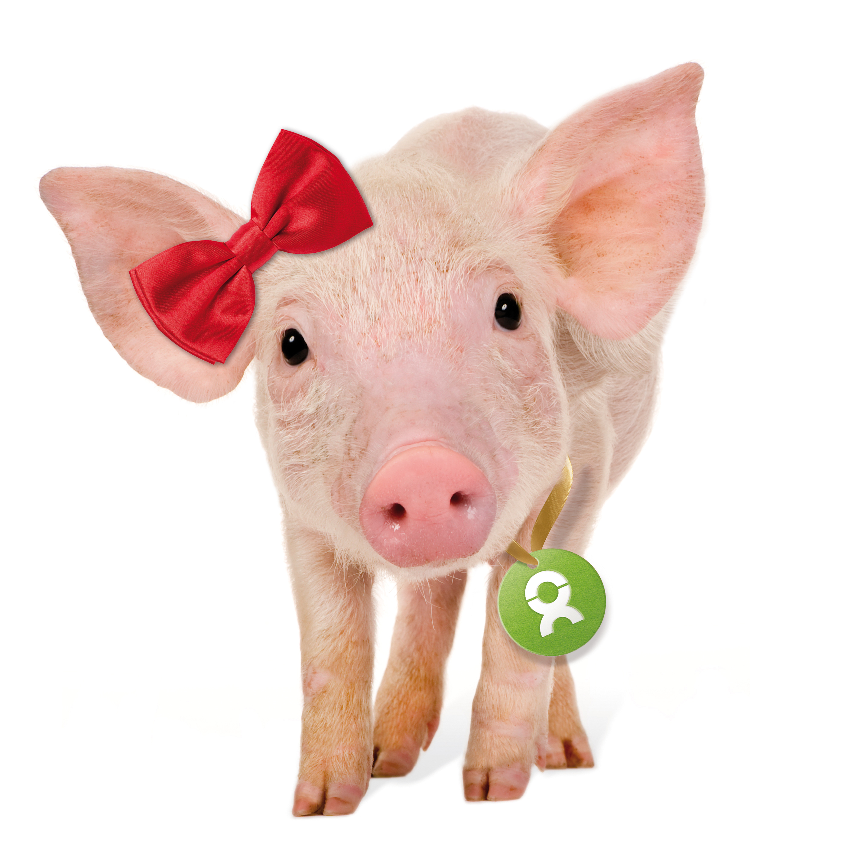Beispiel Geschenk Spende mit einem rosa Ferkel, dass eine rote Schleife am Ohr trägt