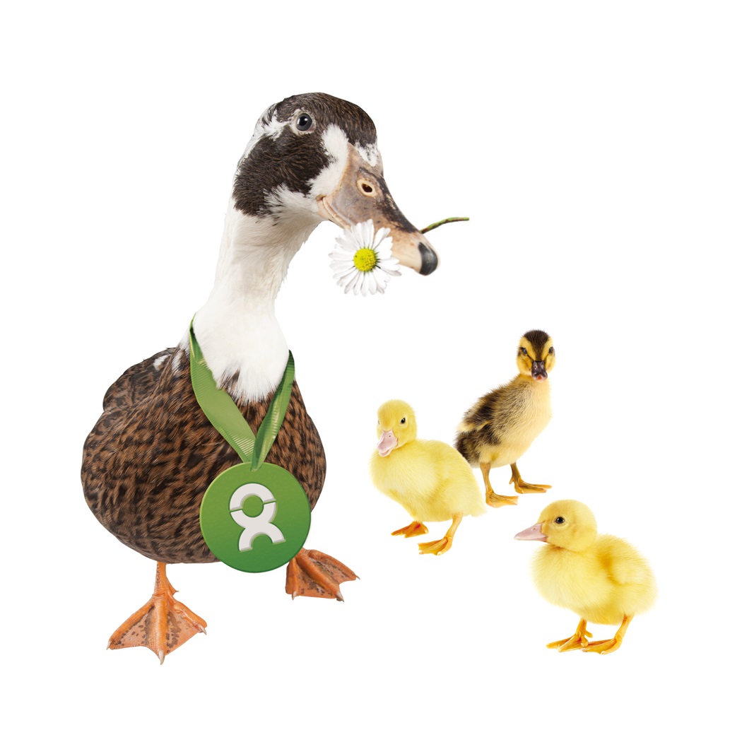 Beispiel Geschenk Spende eine Ente mit drei Küken