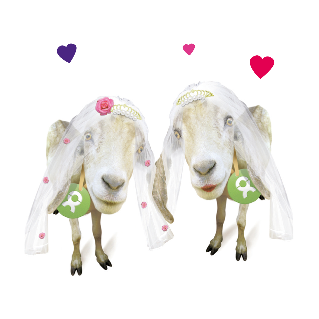 Beispiel Geschenk Spende Ziegenpärchen: Grafik von zwei Ziegen mit Schleiern, umgeben von bunten Herzen