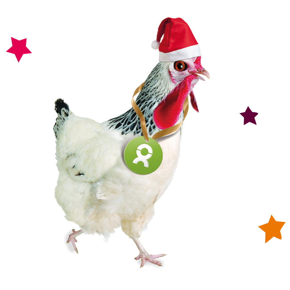 Beispiel Geschenk Spende: Grafik von einem weiß-gefiederten Huhn mit Weihnachtsmütze und Sternen
