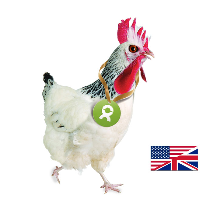 Beispiel Geschenk Spende Chicken; Huhn in der englischsprachigen Variante