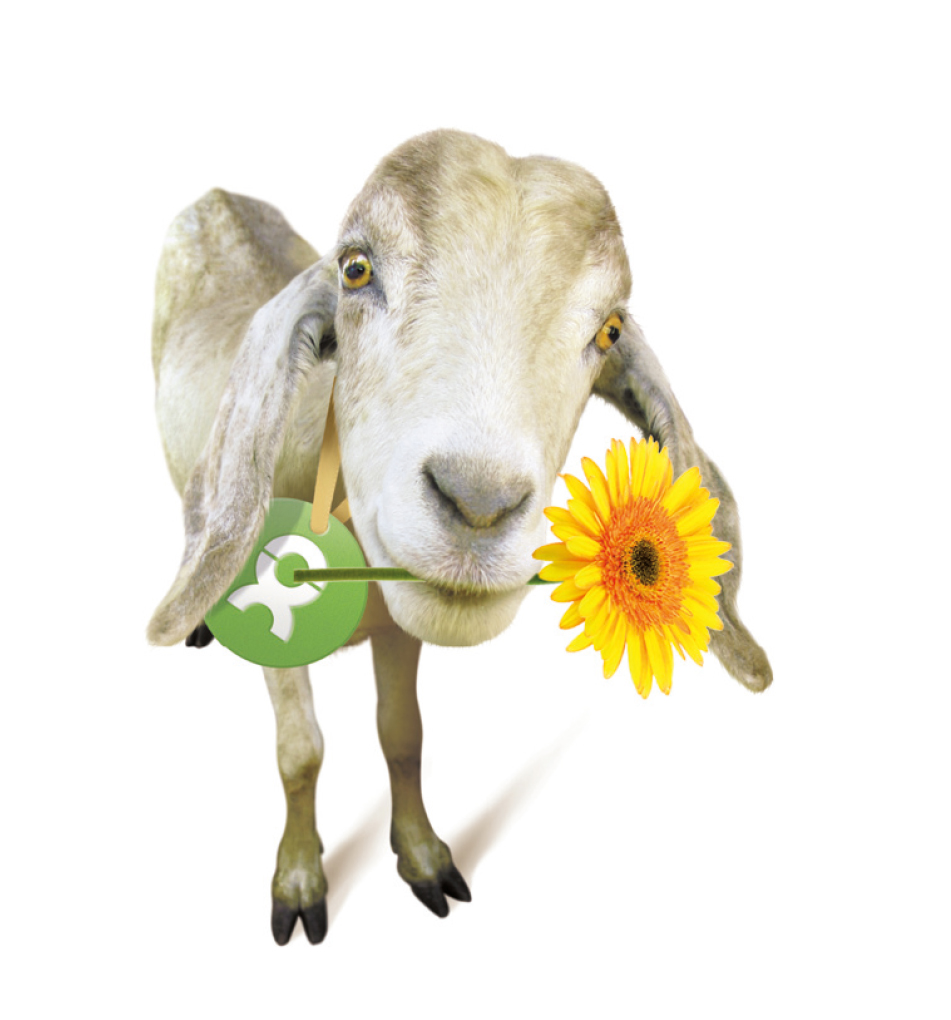 Beispiel Geschenk Spende Ziege: Grafik einer Ziege mit gelber Blume im Maul