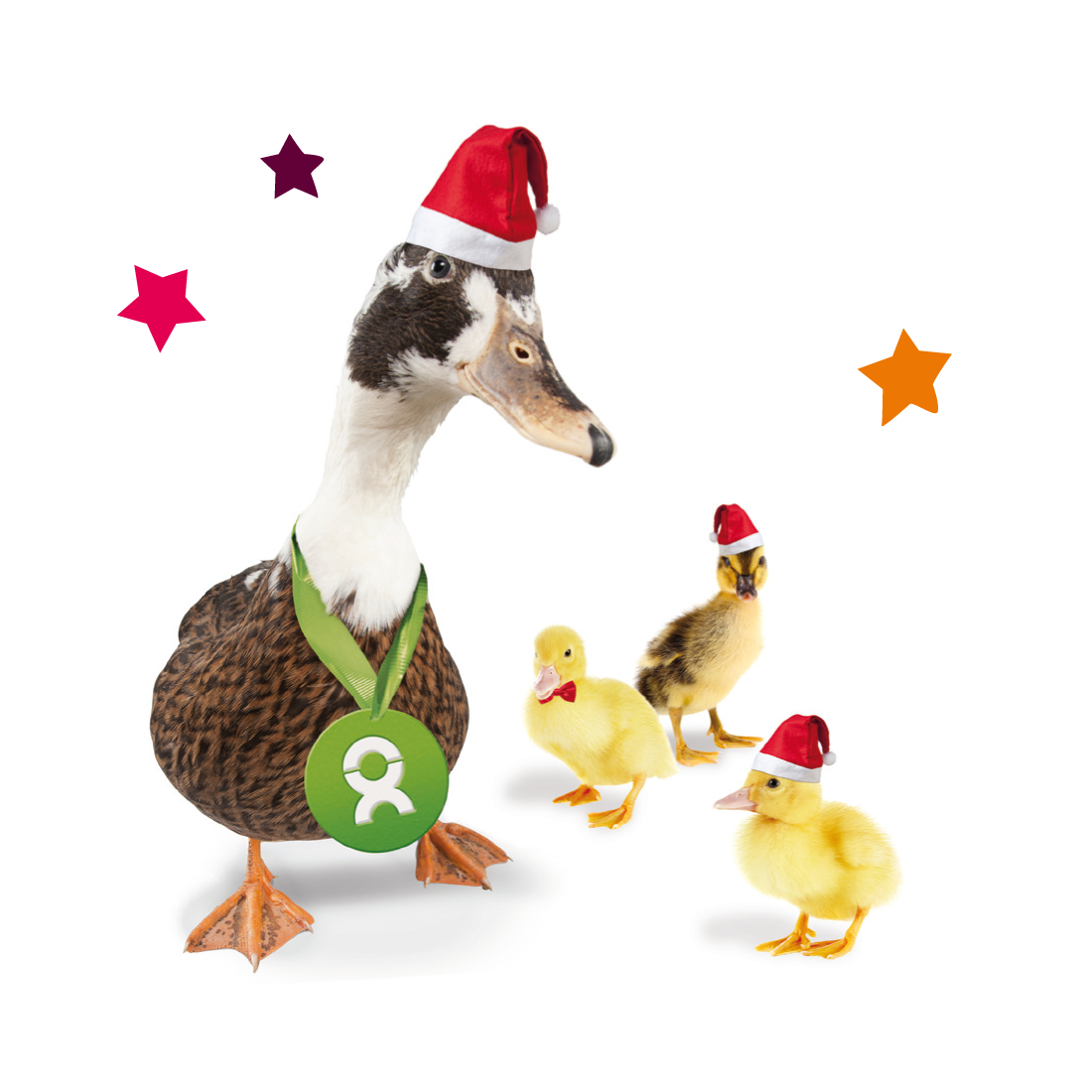 Beispiel Geschenk Spende zu Weihnachten: Eine Ente mit drei Küken und weihnachtlichen Motiven