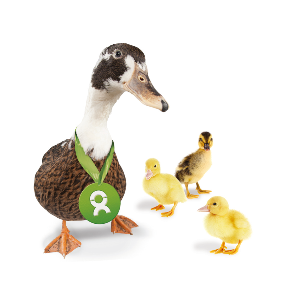 Beispiel Geschenk Spende eine Ente mit drei Küken