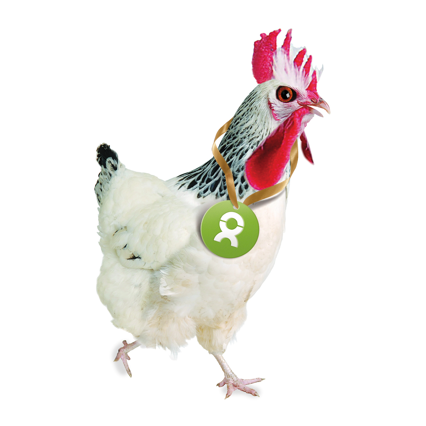 Beispiel Geschenk Spende: Grafik von einem weiß gefiederten Huhn, das das Oxfam-Symbol um den Hals trägt