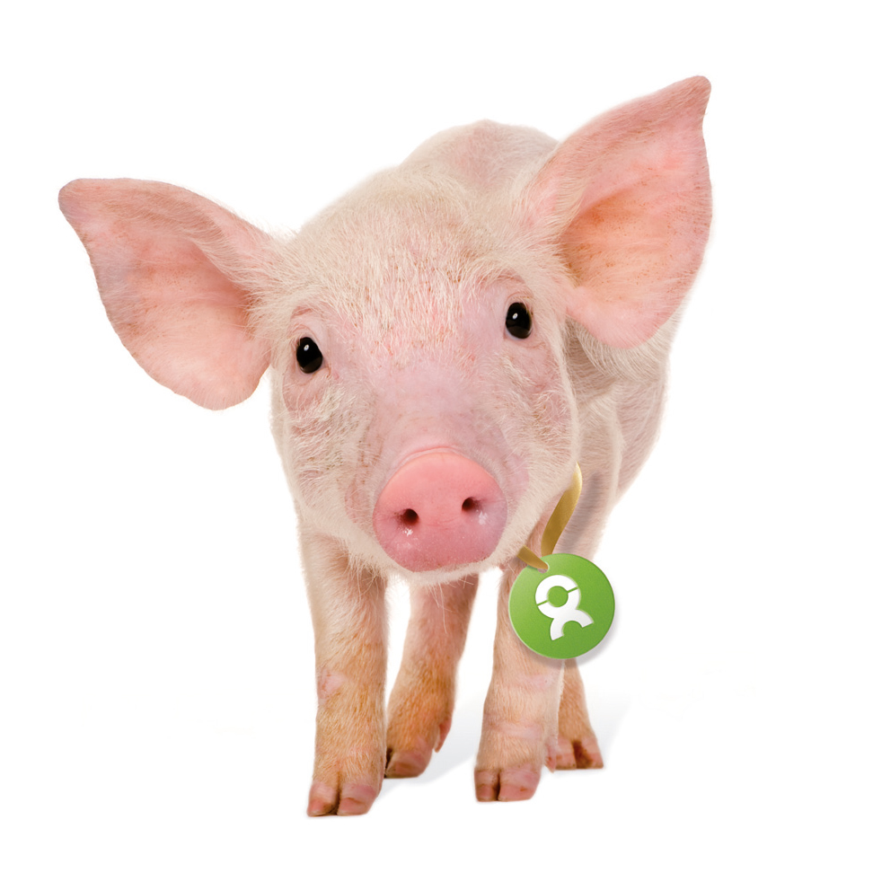 Beispiel Geschenk Spende Ferkel: Grafik von einem rosa Ferkel, mit Oxfam-Logo um den Hals