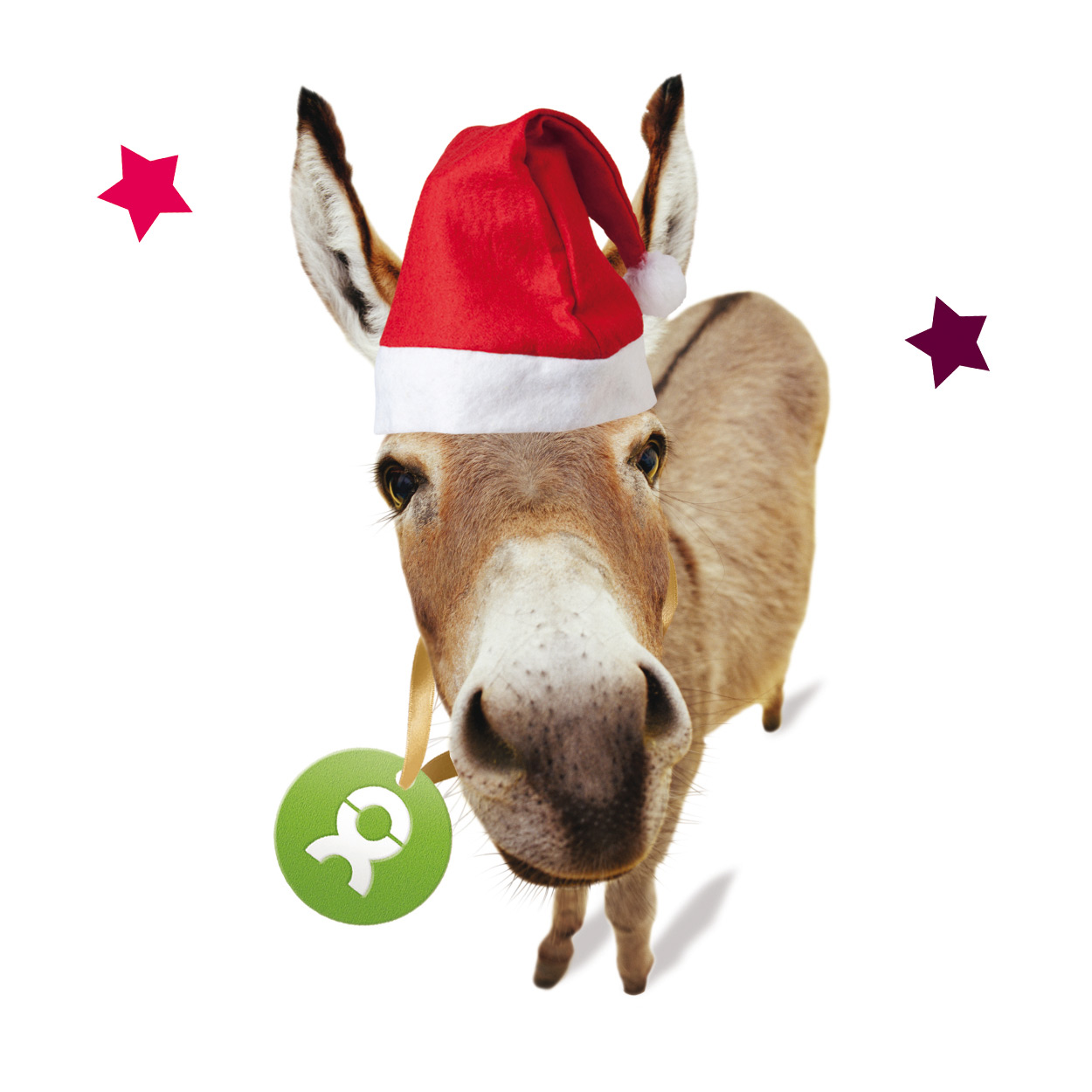 Beispiel Geschenk Spende Esel mit Weihnachtsmütze, umrahmt von zwei roten Sternen